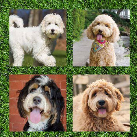 The 6 Most Popular Doodle Dog Breeds and Poodle Mixes
